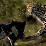 In search of leopard prints: Ecotourism in 2023 boosts efforts to protect the majestic cats