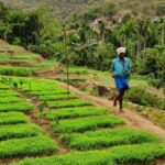 How the tribal settlements in Chinnar Wildlife Sanctuary are reviving cultivation of millets and endemic crops through Punarjeevanam scheme