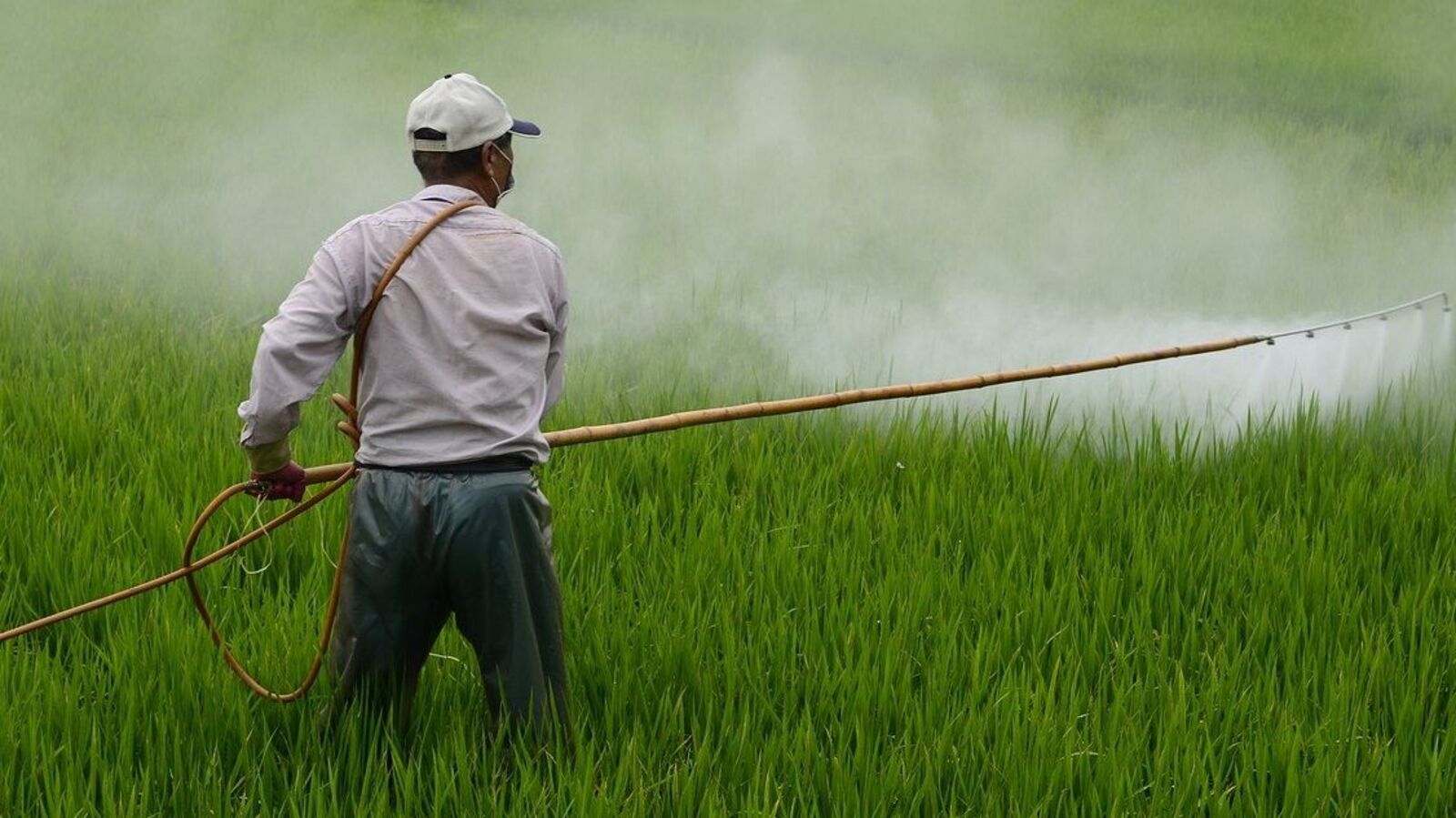 How the nod to critical pesticides will bolster India’s agricultural progress