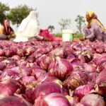 Govt extends ban on onion exports till further orders