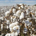 Revitalizing India’s cotton saga: A blueprint for growth