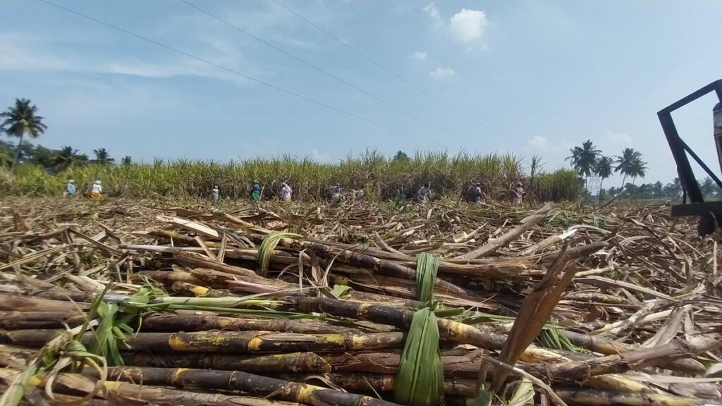 Sugar exports hinge on monsoon, cane sowing as output seen lower in 2024-25