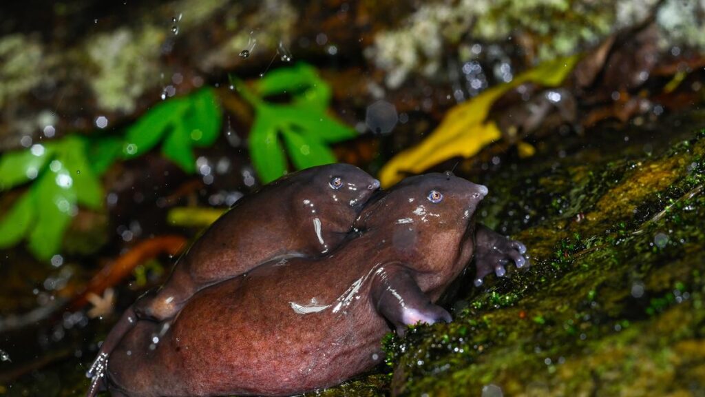 A new film turns the spotlight on the elusive purple frog of the Anaimalais in Tamil Nadu
