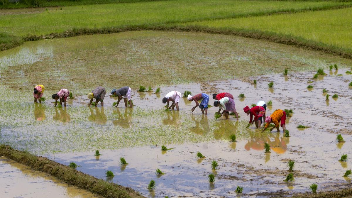 Should India focus on natural farming?