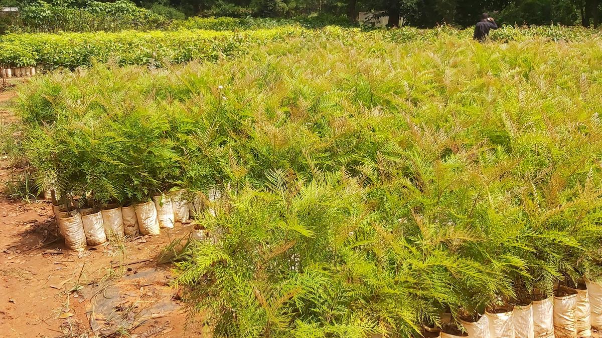 Head to a government nursery in Bengaluru to add to your greenery