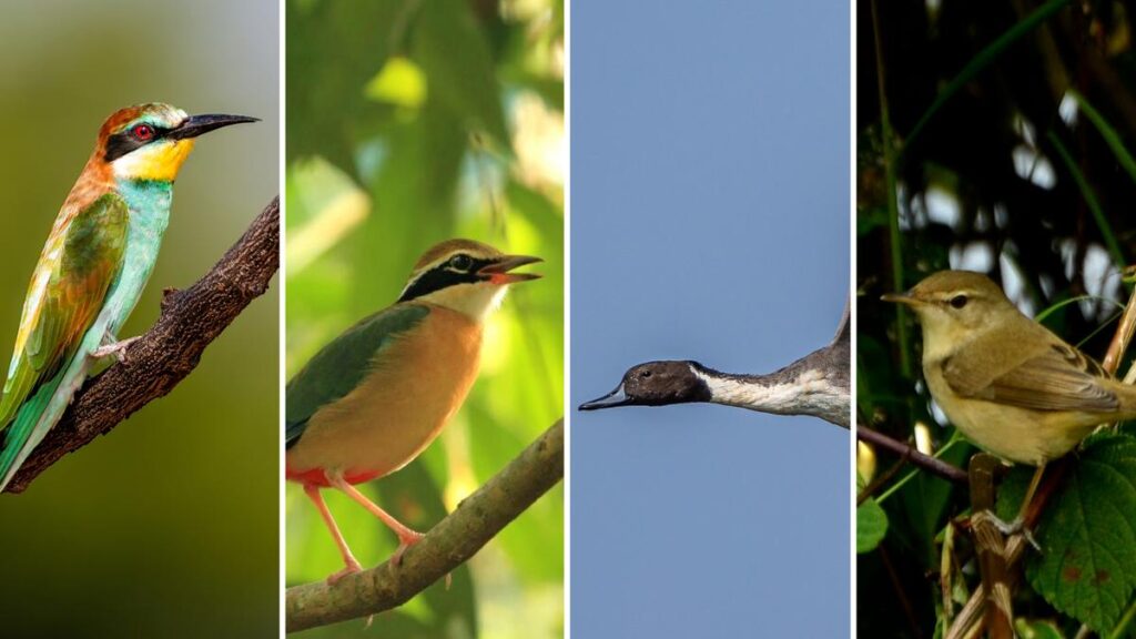 Four must-see birds this migration season in Coimbatore