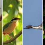 Four must-see birds this migration season in Coimbatore