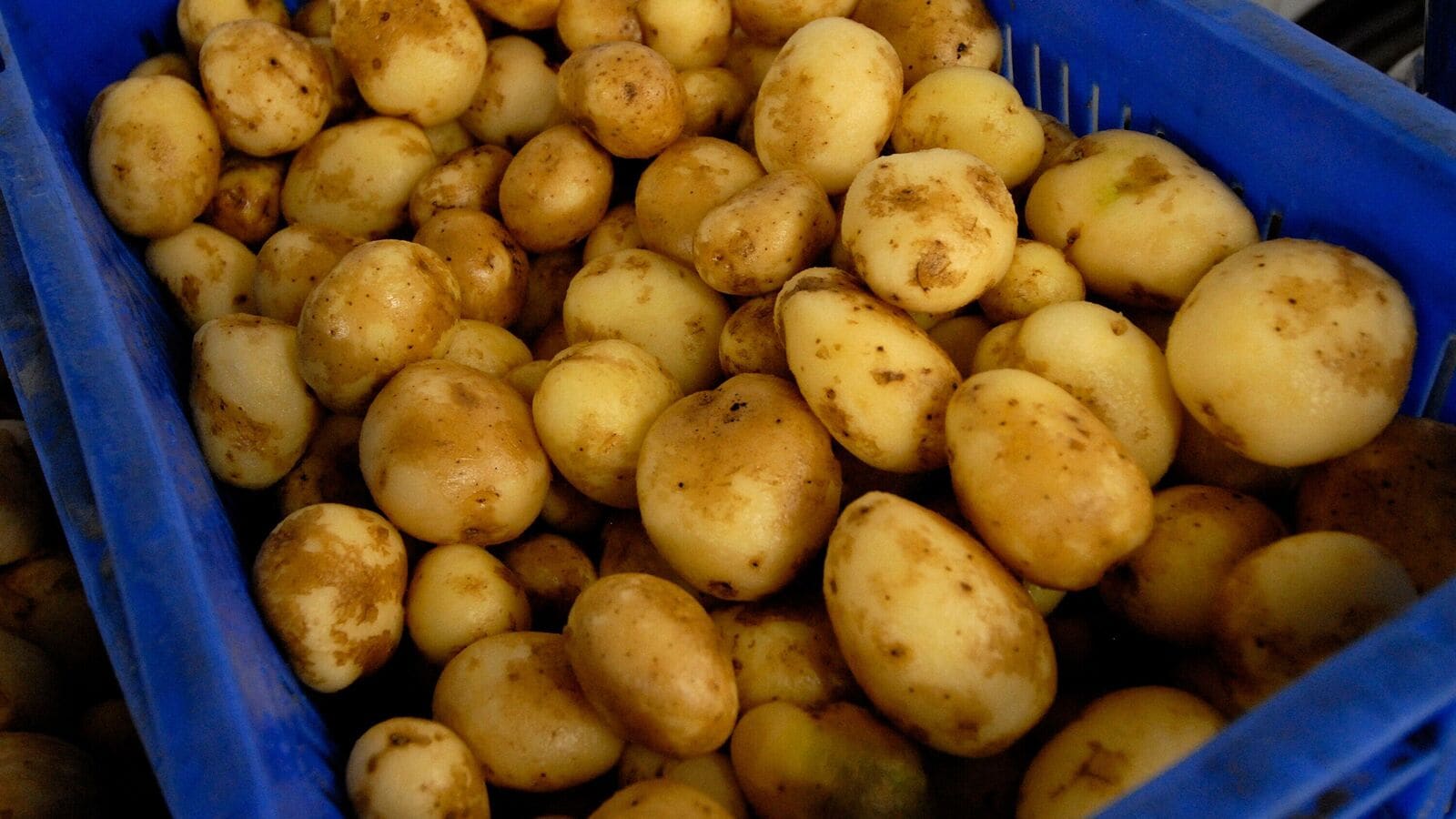 French fry-maker Agristo NV, Wave Group plans to invest ₹750 crore to expand potato plant capacity in Uttar Pradesh